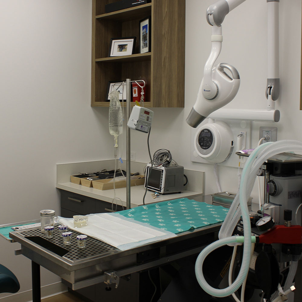 Red Tree Animal Clinic Dental Room