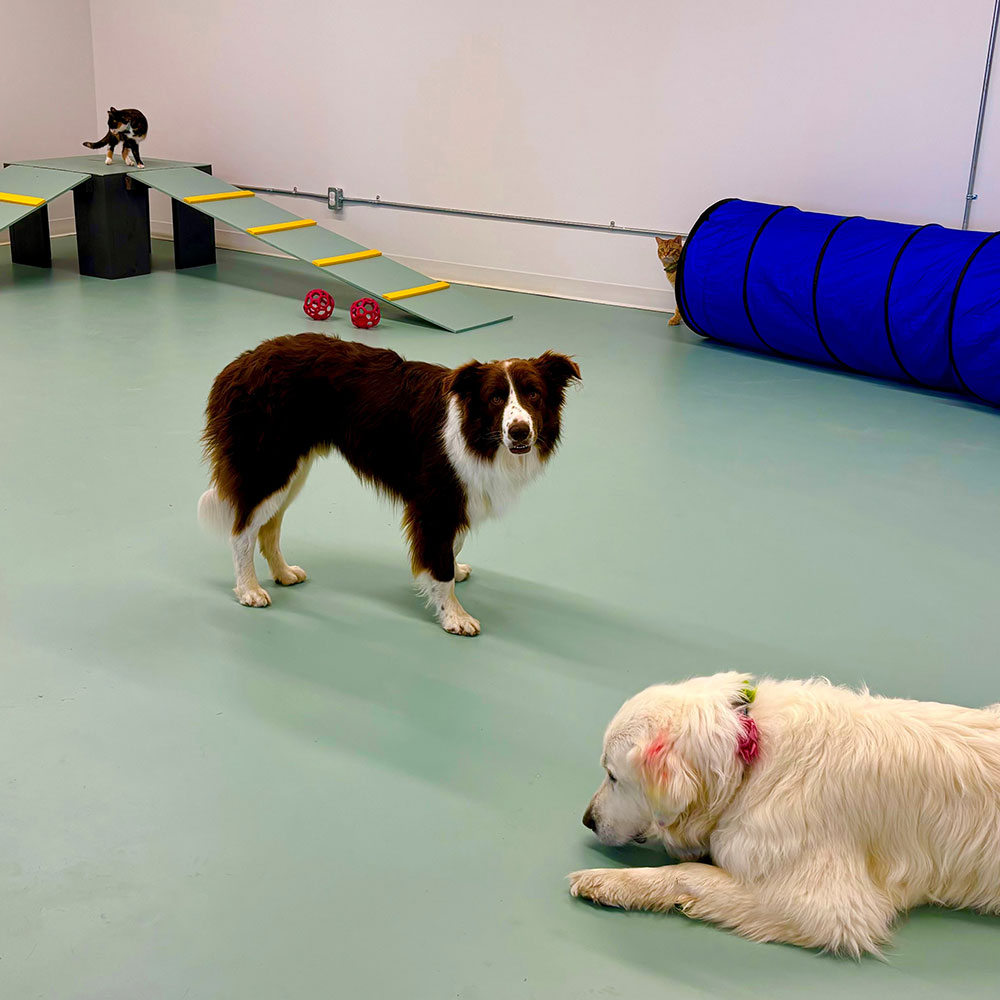 Indoor Playground