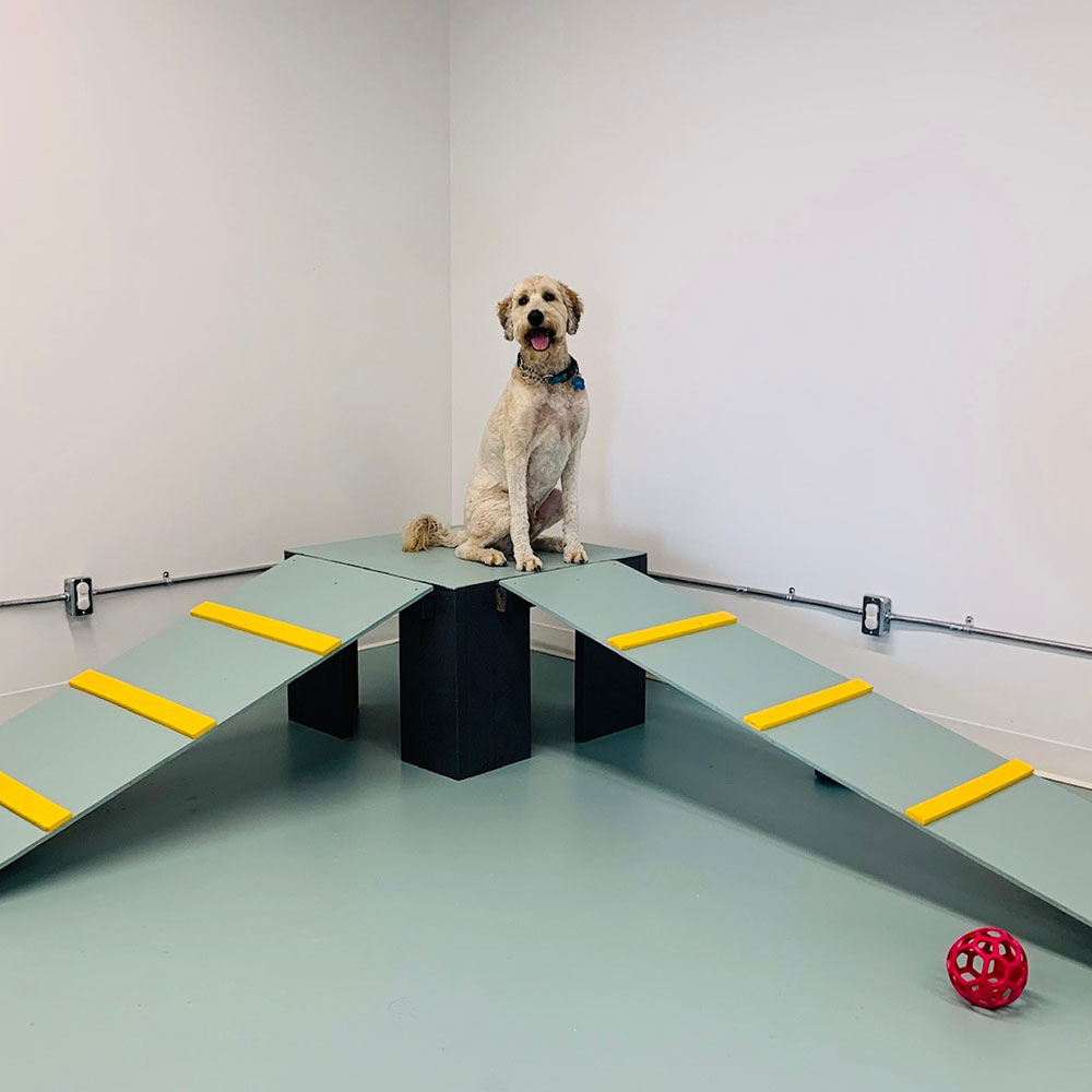 Red Tree Animal Clinic Veterinary Services - Indoor Playground