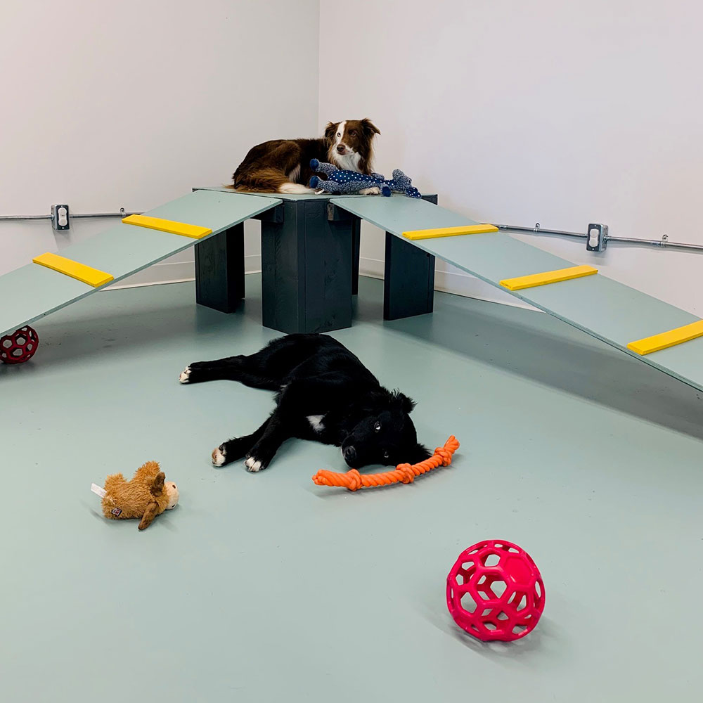 Red Tree Animal Clinic Veterinary Services - Indoor Playground