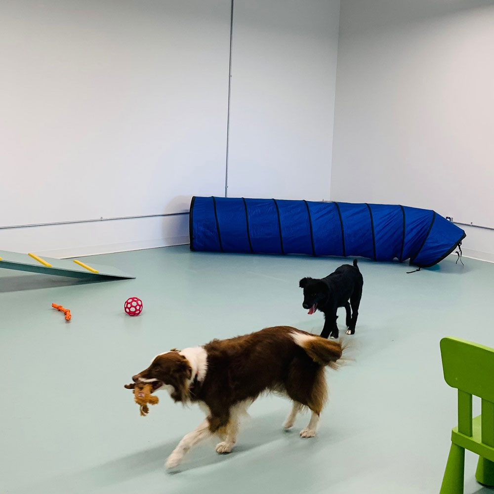 Red Tree Animal Clinic Veterinary Services - Indoor Playground