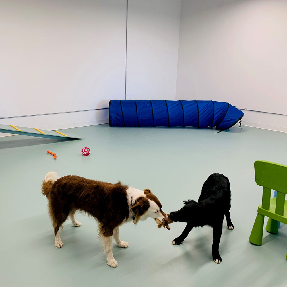 Red Tree Animal Clinic Veterinary Services - Indoor Playground