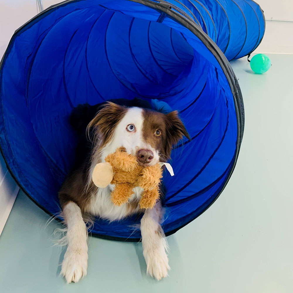 Red Tree Animal Clinic Veterinary Services - Indoor Playground