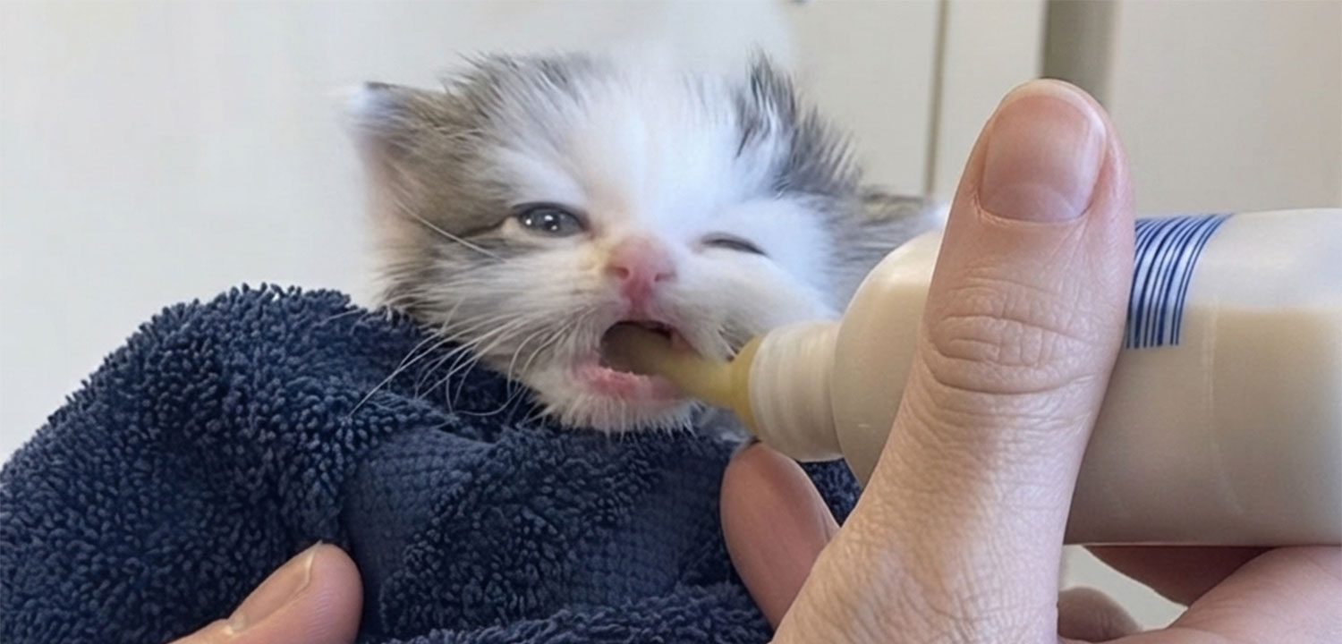 Kitten-2